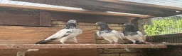 Pigeons birds for sale: Pakistani high flyers for sale  - Advert 6
