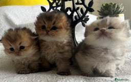 Scottish Fold cats for sale: Pedigree cutest SFLH kittens   - Image 2
