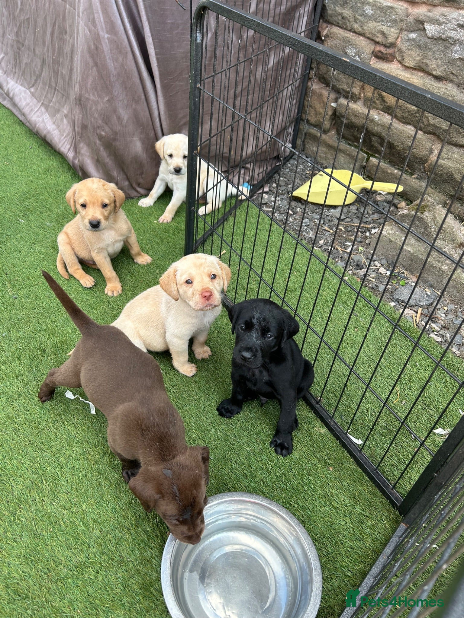 Labrador Retriever dogs Available for new homes 1st August.  - Advert 1