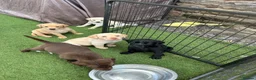Labrador Retriever dogs for sale: KC Labrador pups, champagne, yellow & black  - Advert 16