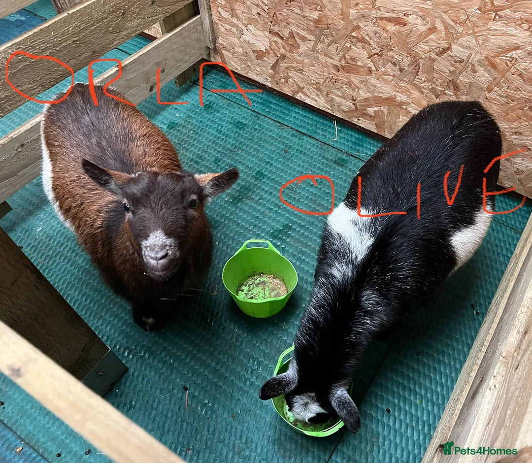 Goats livestock for sale: Pygmy goats, disbudded nanny’s  - Advert 14