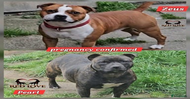 Staffordshire Bull Terrier dogs 🥨Brindle and Red Perfection girls await.🥨 - Advert 7