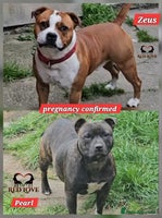 Staffordshire Bull Terrier dogs 🥨Brindle and Red Perfection girls await.🥨 - Advert 7