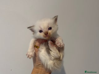 Ragdoll cats - Advert 28