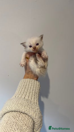 Ragdoll cats - Advert 12