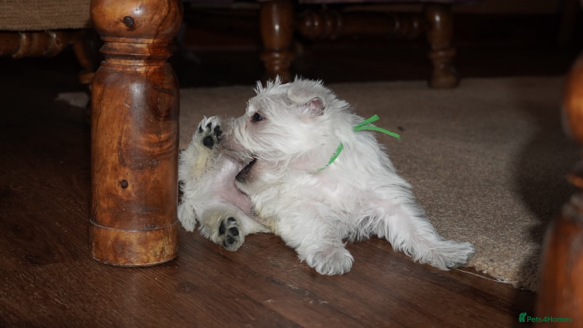 West Highland Terrier dogs for sale: Westie puppies - Advert 2