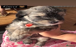 Mixed Breed dogs for sale: miniature schnauzer - Image 15