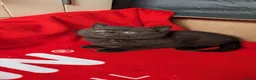 British Longhair cats for sale: Beautiful British Shorthair & Longhair Kittens 🐾 - Advert 9