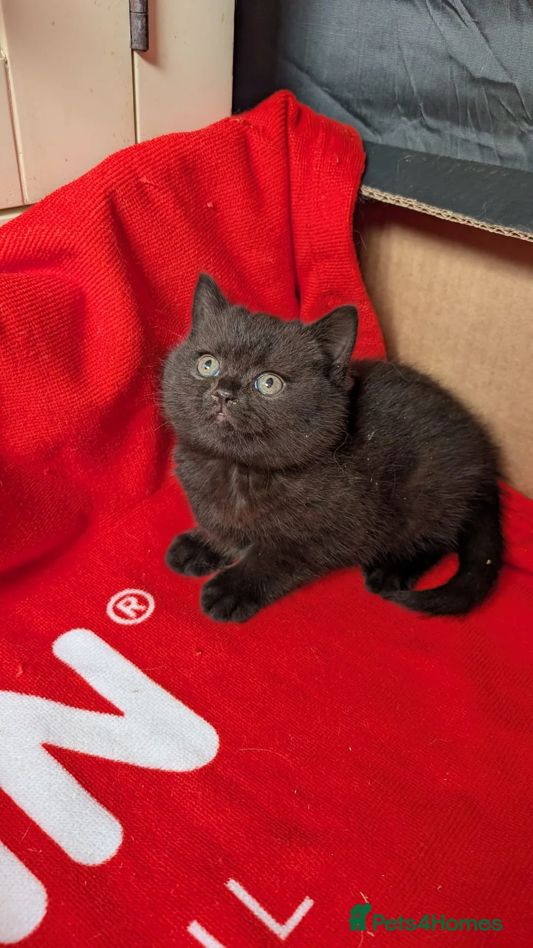 British Longhair cats for sale: Beautiful British Shorthair & Longhair Kittens 🐾 - Advert 12