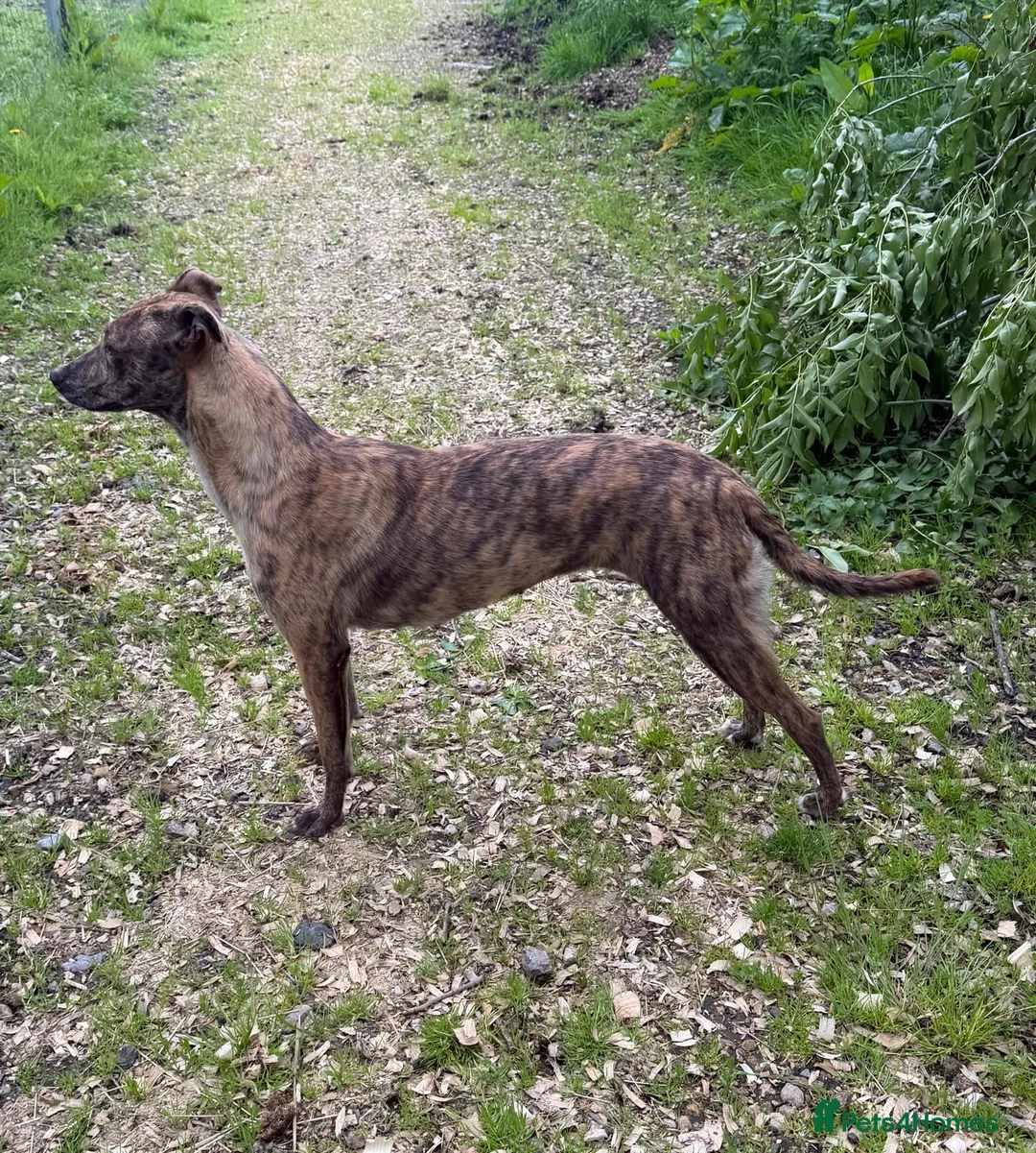 Lurcher dogs for sale: Collie bull greyhound lurcher bitch - Advert 2