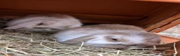 Mini Lop rabbits for sale: Beautiful mini lop rabbits for sale - Advert 8