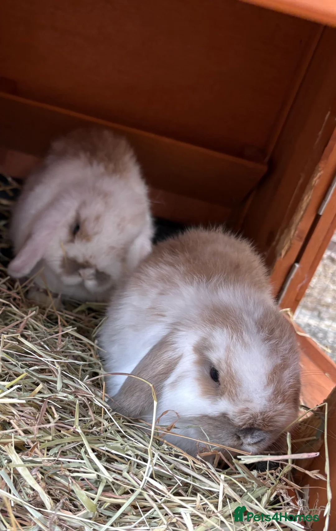 Mini Lop rabbits for sale: Beautiful mini lop rabbits for sale - Advert 8