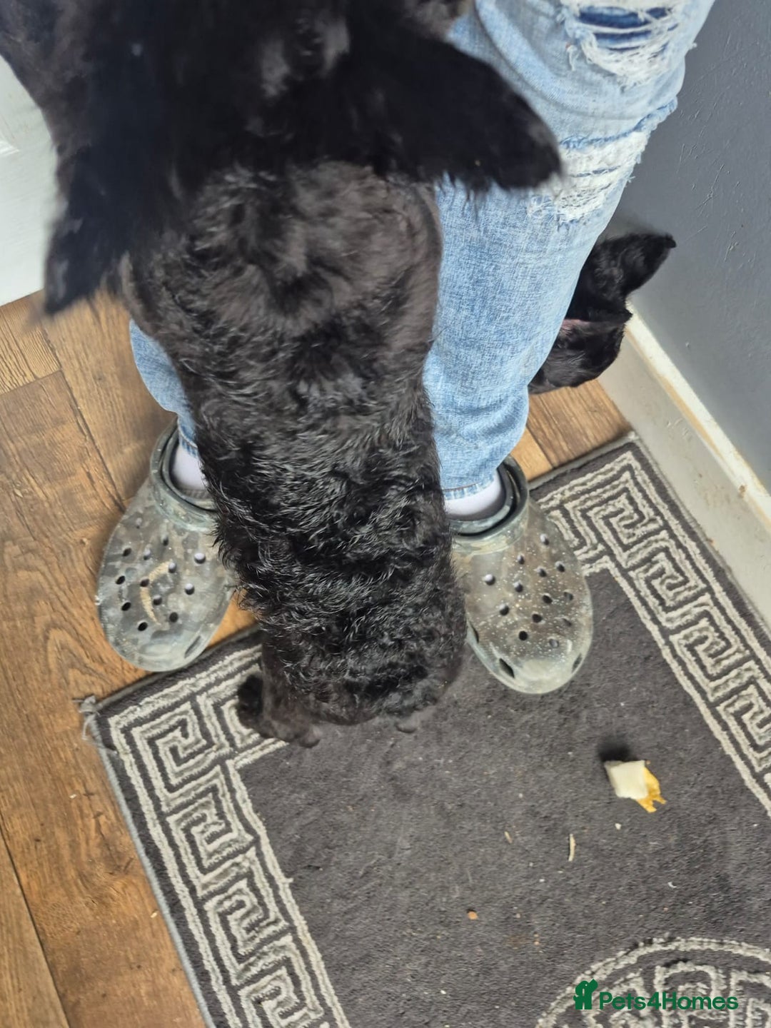 French Bulldog dogs for sale: Fluffy C2 curly french bulldog - Image 5