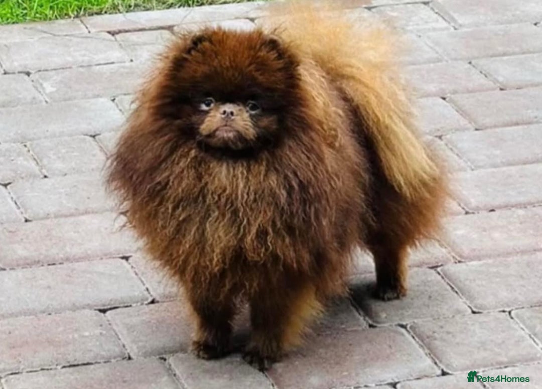 Pomeranian dogs for sale: Pomeranian pups BOY sold GIRL REMAINING 🐶 - Advert 10