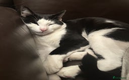 British Shorthair cats for sale: Adorable Black and White Kittens (mixed breed) - Image 6