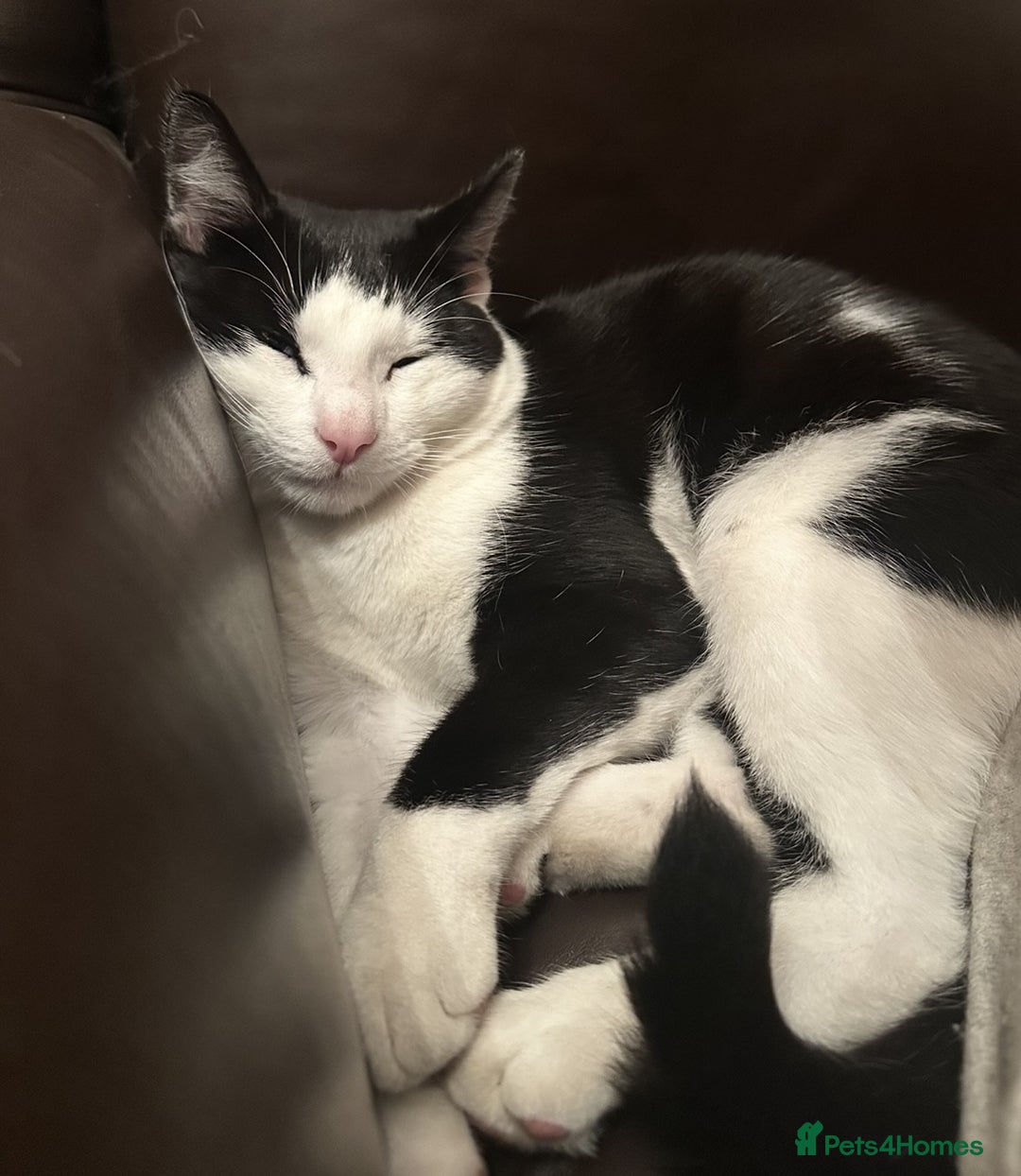 British Shorthair cats for sale: Adorable Black and White Kittens (mixed breed) - Image 6