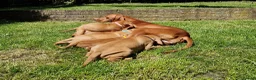 Hungarian Vizsla dogs for sale: READY TO LEAVE ,. 4 Beautiful girls left. - Advert 26