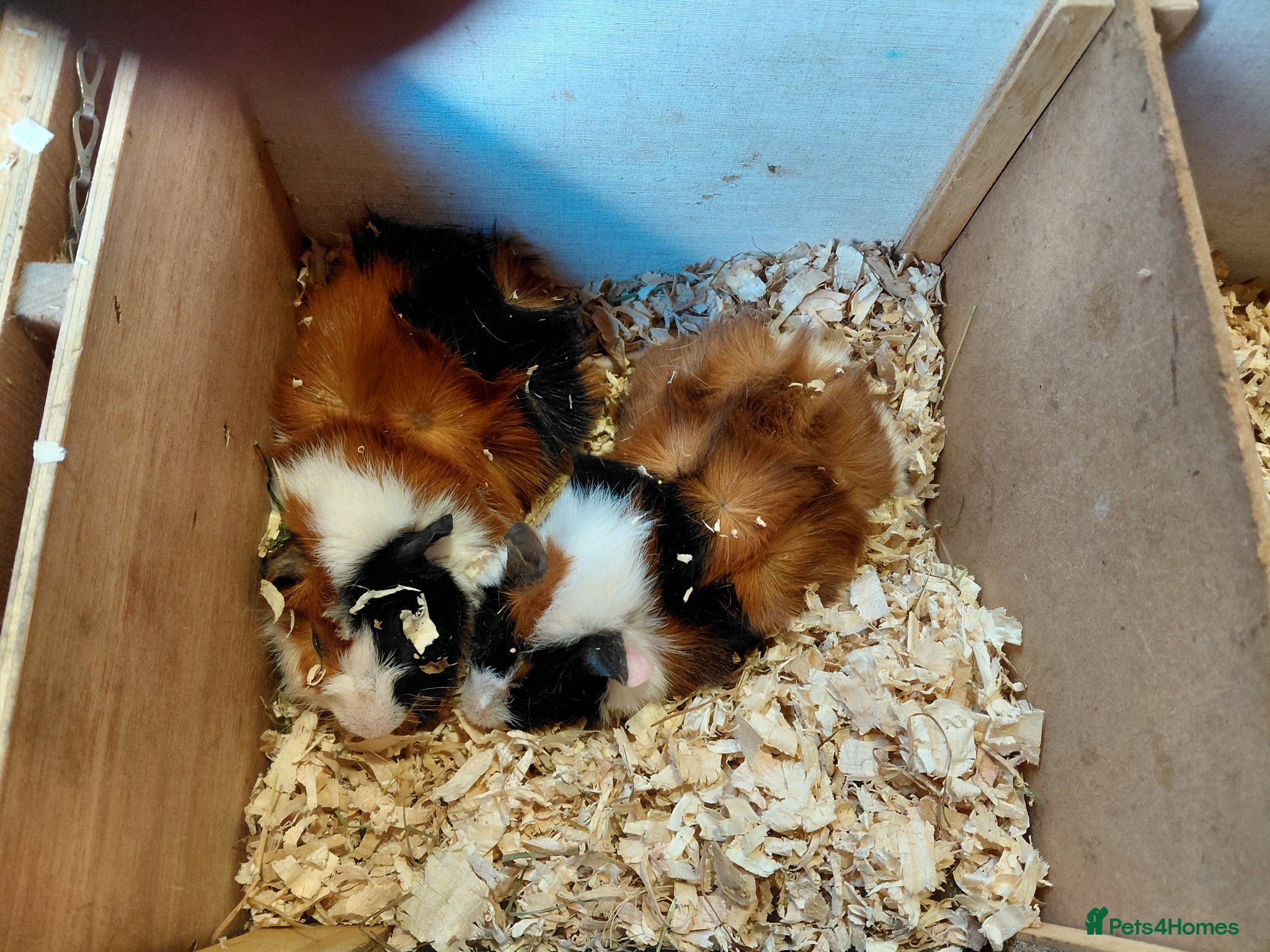 Guinea Pig rodents Abyssinian and Pink Eyed Golden's  - Advert 1