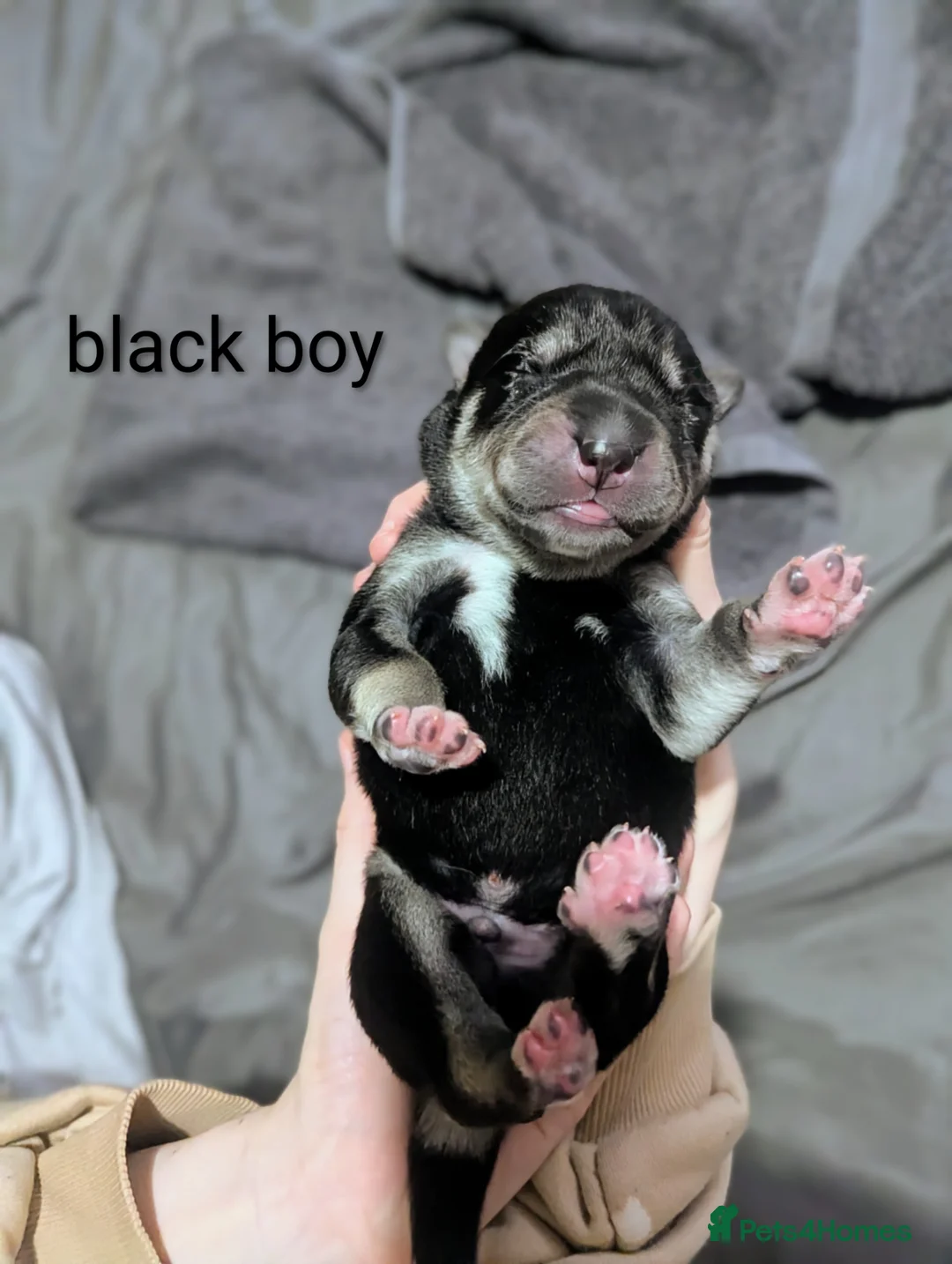 Huskita dogs for sale: Gorgeous huskita puppies  - Advert 2