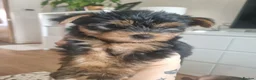 Yorkshire Terrier dogs for sale: Super cute miniature Yorkshire terriers - Advert 5