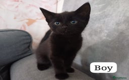 Mixed Breed cats for sale: 🧡🩷Ready to leave beautiful kitties🩷🧡 - Image 3
