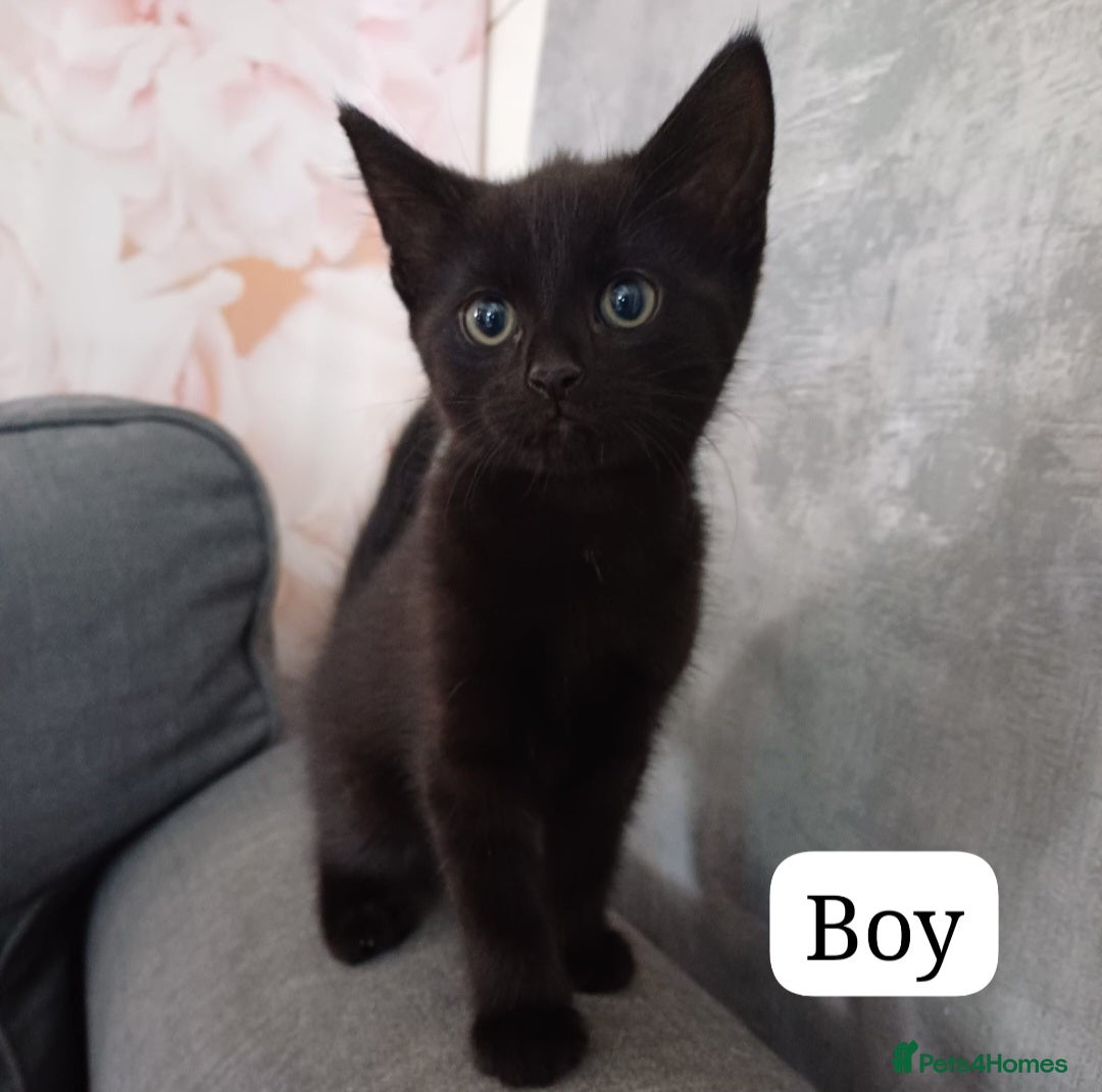 Mixed Breed cats for sale: 🧡🩷Ready to leave beautiful kitties🩷🧡 - Image 3