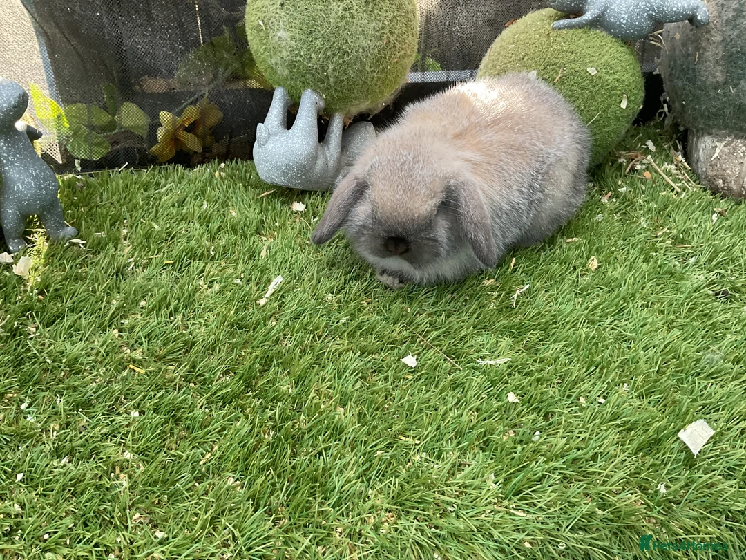 Mini Lop rabbits for sale: Baby mini lops and mini lion lop baby rabbits - Advert 1