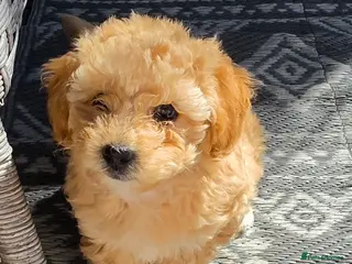 Maltipoo dogs 🐶Ready Thursday🐶1 beautiful maltipoo girl left🐶 - Advert 4