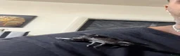Scorpions invertebrates for sale: Trio of Asian forest scorpion  in Staines - Advert 5