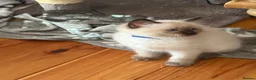 Ragdoll cats for sale: 2 boys for £700 (one from my other advert) - Advert 4