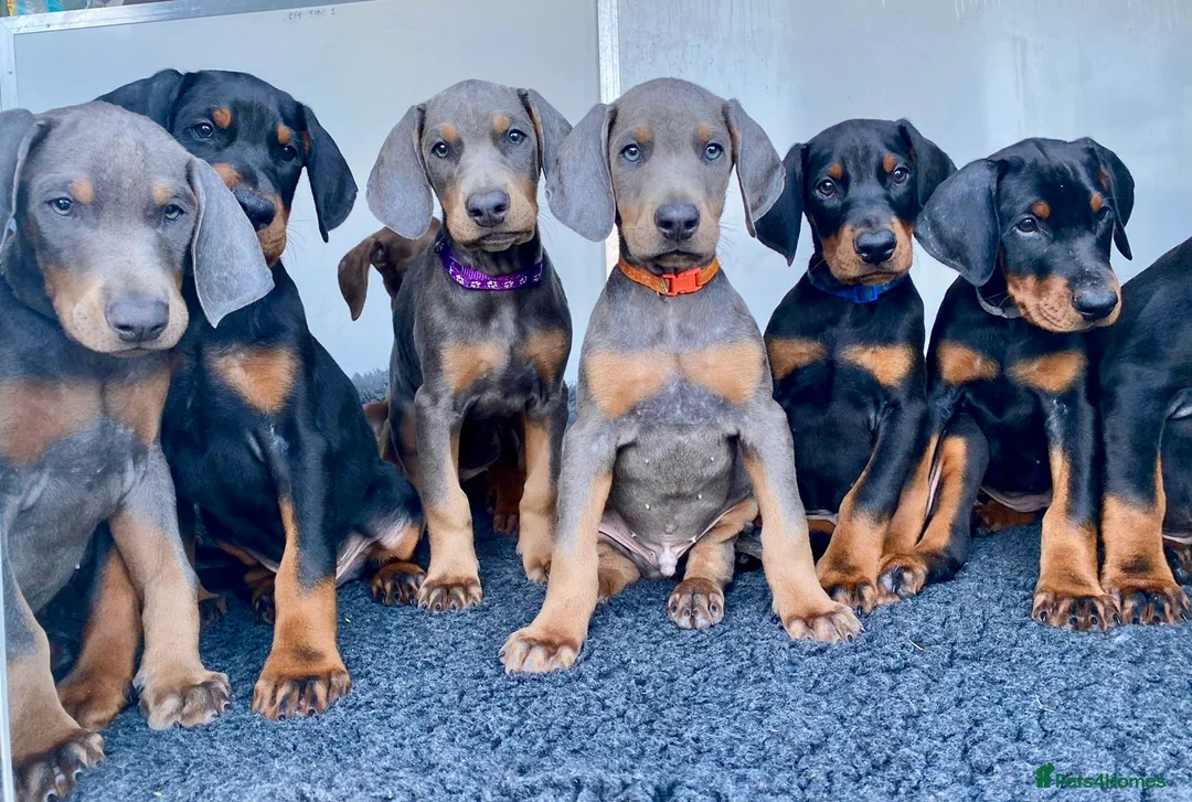 Dobermann dogs for stud: KC Health & Heart tested stud in Burnley - Advert 16