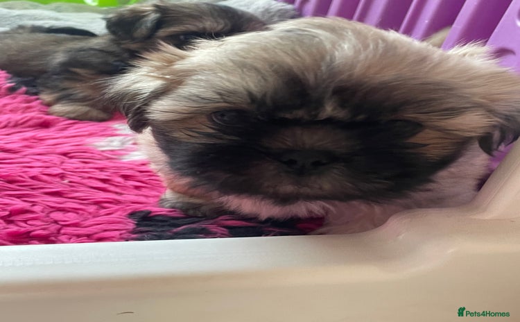 Shih Tzu dogs - Advert 4