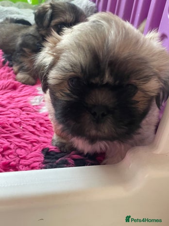 Shih Tzu dogs - Advert 2