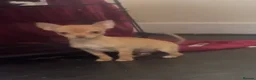 Chihuahua dogs for sale: Last chihuahua puppy REDUCED  - Advert 3