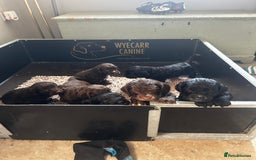 Cockapoo dogs for sale: Stunning F1 cockapoo pups - Image 10