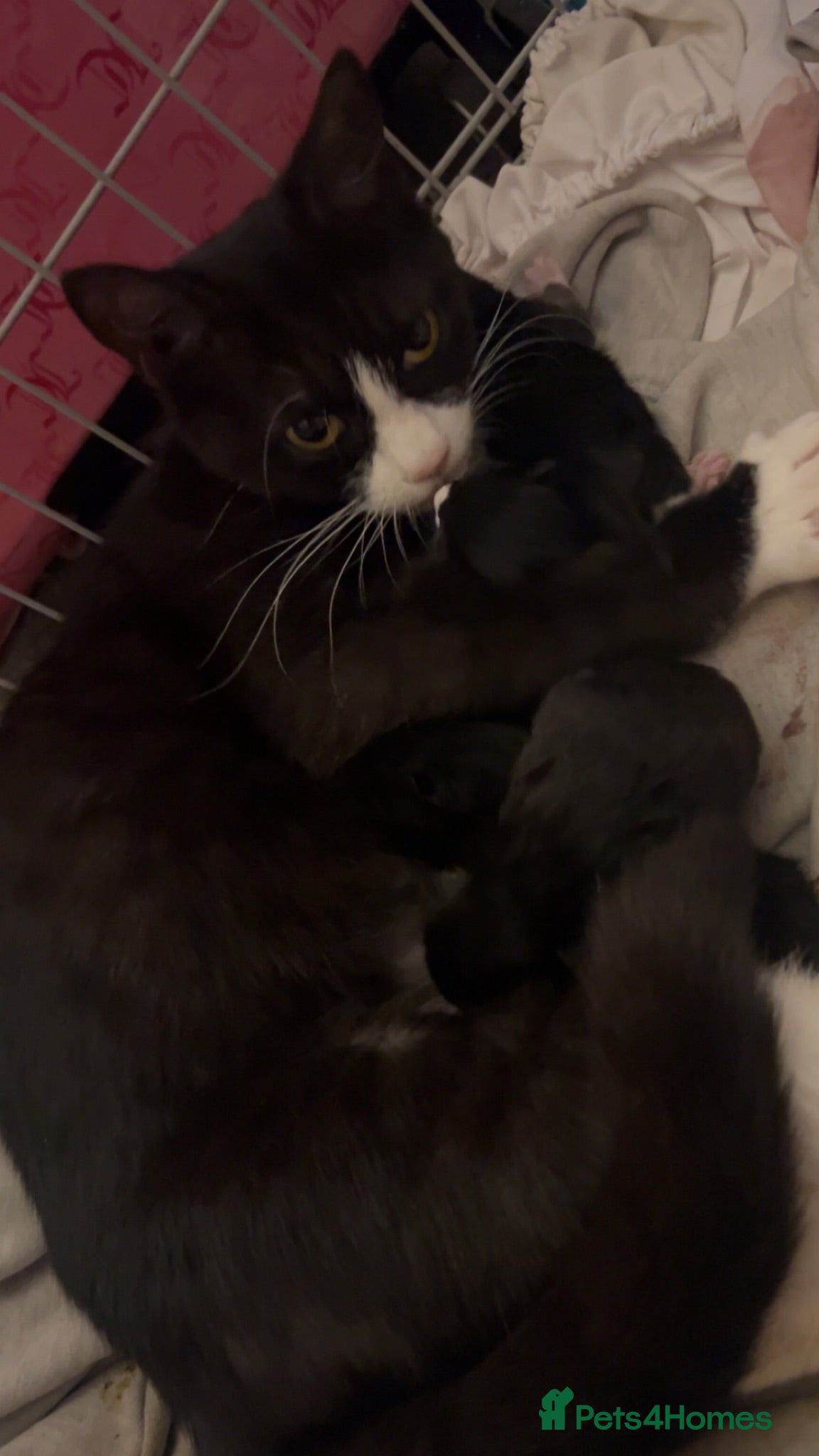 Mixed Breed cats 4 beautiful kittens - Advert 3
