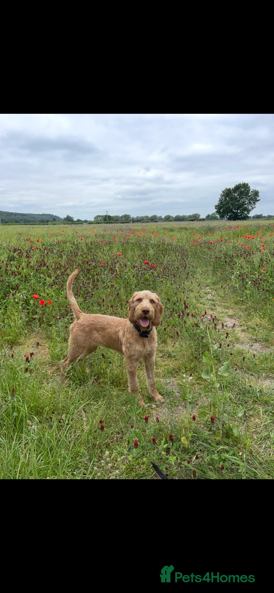 Hungarian Vizsla dogs Wirehaired Hungarian Vizsla - Advert 5