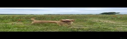 Hungarian Vizsla dogs for sale: Wirehaired Hungarian Vizsla in Doncaster - Advert 1