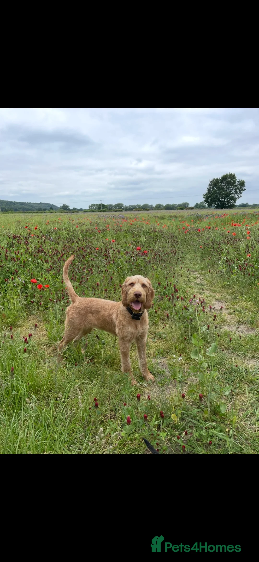 Hungarian Vizsla dogs for sale: Wirehaired Hungarian Vizsla in Doncaster - Advert 1