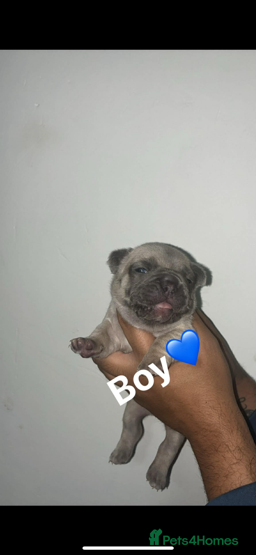 French Bulldog dogs for sale: Beautiful French Bulldogs - Advert 6