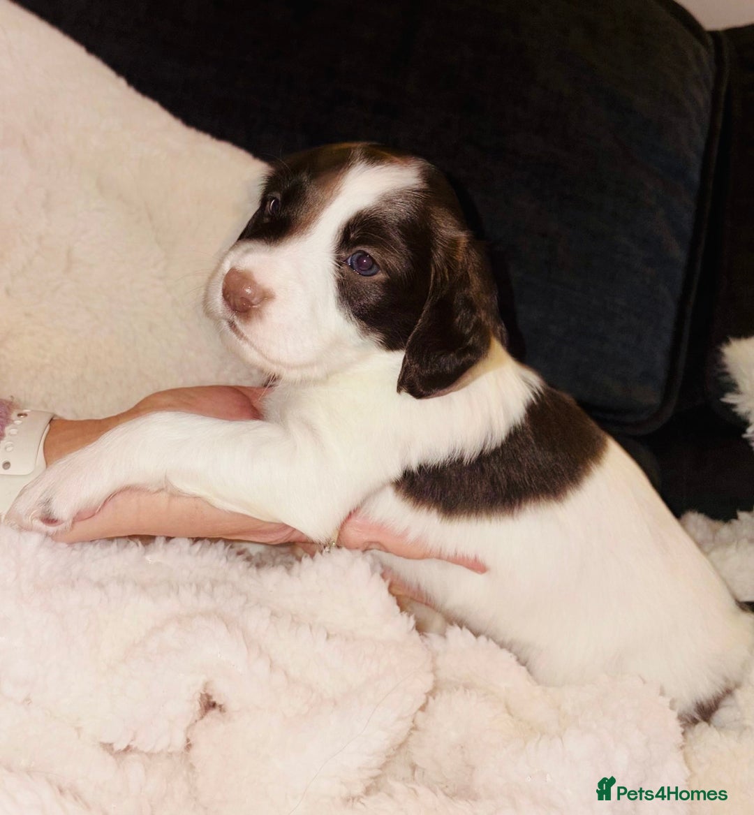 Sprollie dogs for sale: Sprollie  - Advert 8