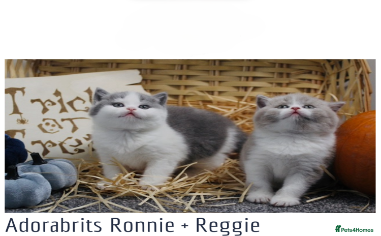 British Shorthair cats - Advert 1
