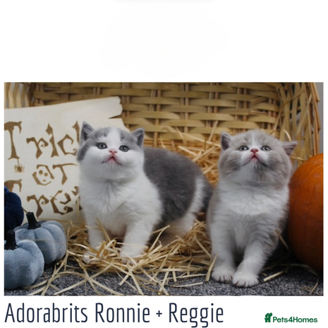 British Shorthair cats - Advert 1