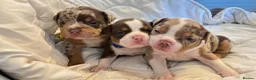 American Bully dogs for sale: Micro bully babies 🐶🩷💙 - Advert 15