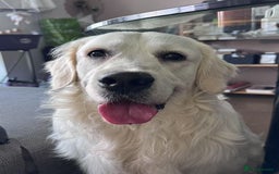 Golden Retriever dogs for stud: Looking for a Female Golden Retriever 🐾 - Image 16