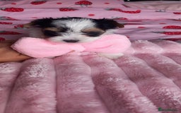 Biewer Terrier dogs for sale: Beautiful unique MINI biewer terrier 1 girl left - Image 20