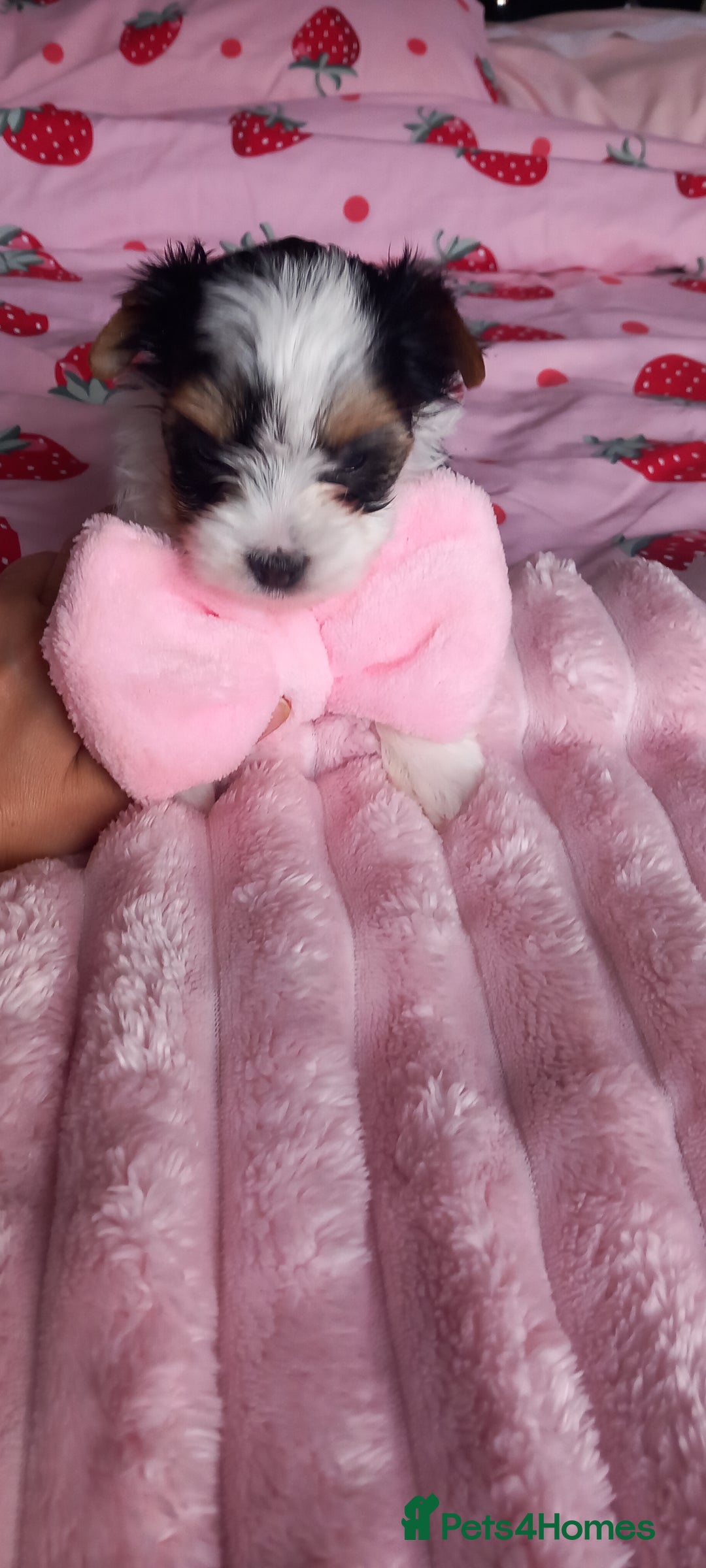 Biewer Terrier dogs for sale: Beautiful unique MINI biewer terrier 1 girl left - Image 20