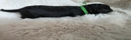 Cavapoo dogs for sale: F1 Toy cavapoos  - Advert 7