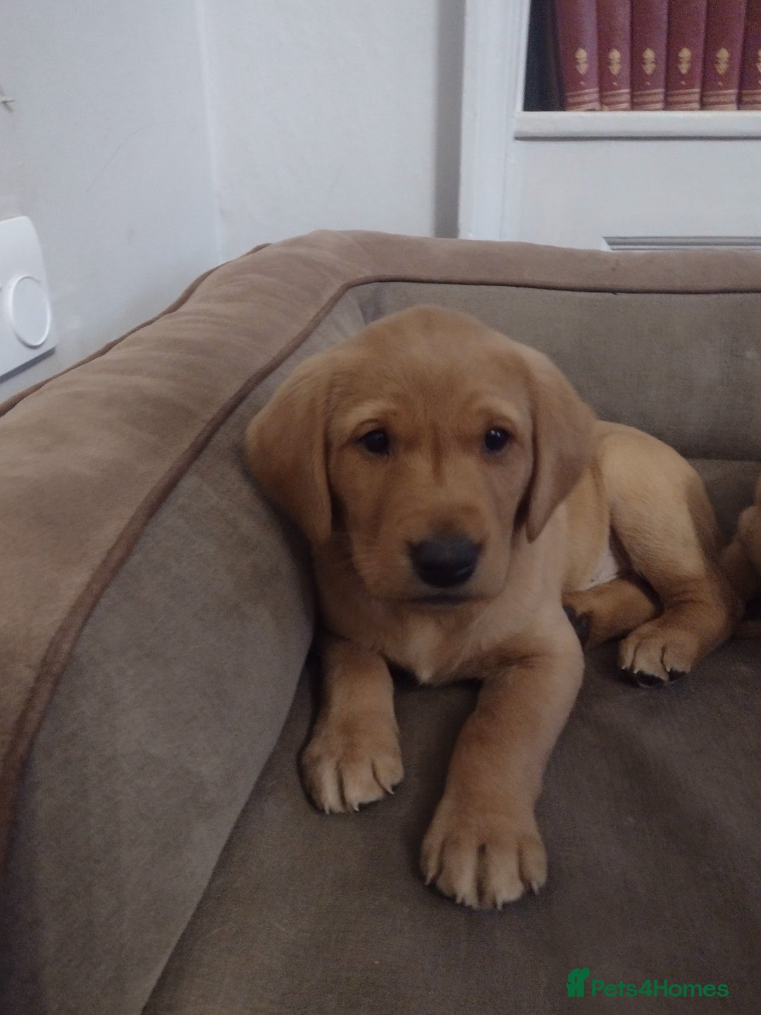 Labrador Retriever dogs for sale: Beautiful Fox Red Labrador  - Advert 6