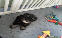 Miniature Schnauzer dogs for sale: health tested parents  - Image 11